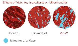 Vivix, Mitochondria, Mitokondria, memberi tenaga, cell energy