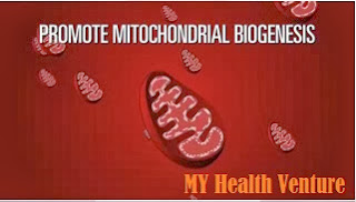 mitochondria