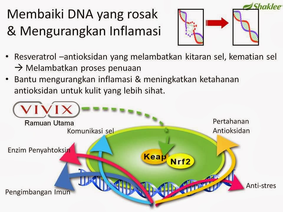 Vivix membaiki sel dan DNA Vivix sebagai antioksidan terbaik