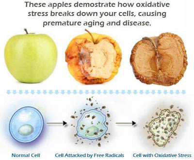 oxidative stress