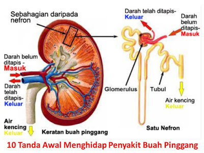 fungsi buah pinggang