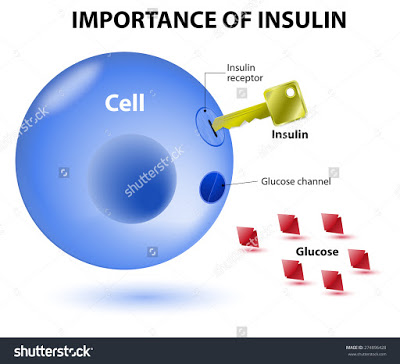 fungsi insulin turunkan paras gula