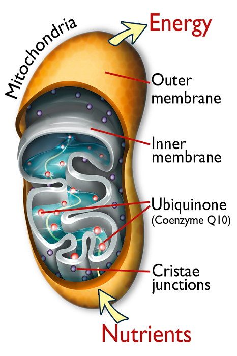 vitamin untuk jantung